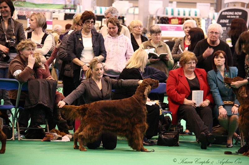 Crufts2011_2 017.jpg